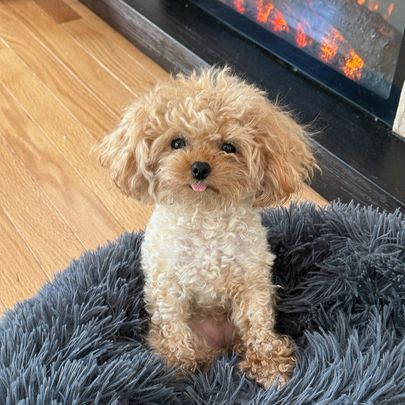 poodle